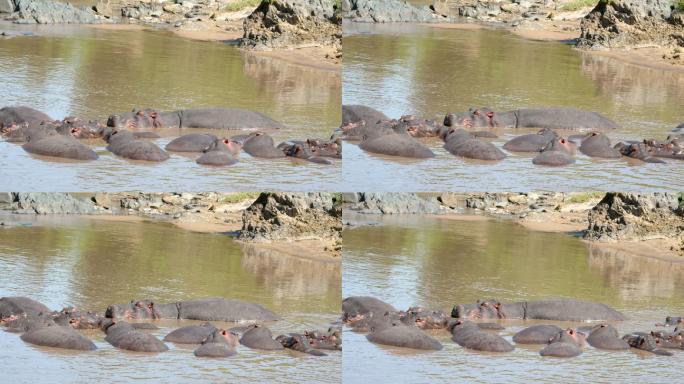 一群非洲河马在浑浊的湖水中休息