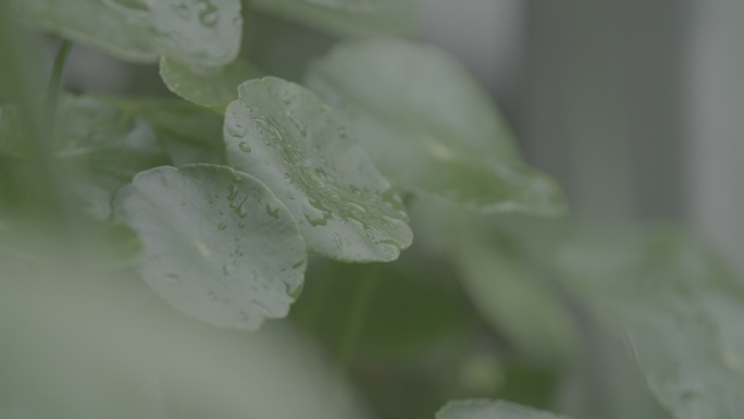 雨天树叶特写