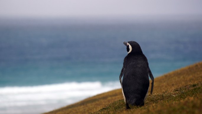 南极的企鹅可爱企鹅眺望远方