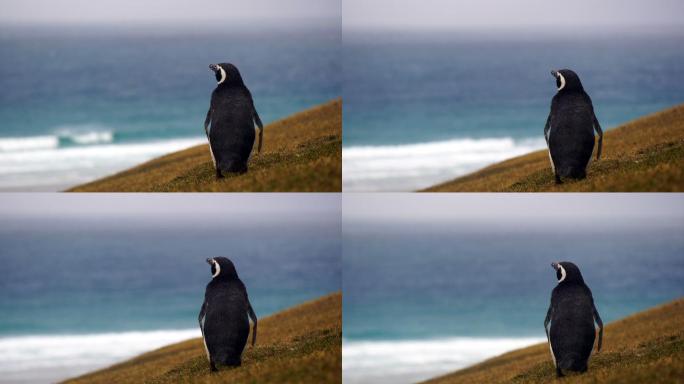 南极的企鹅可爱企鹅眺望远方