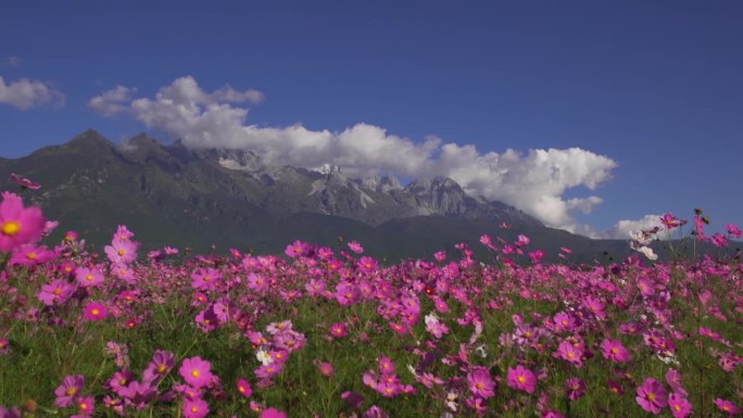 雪山花海