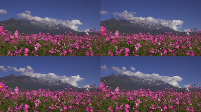 雪山花海