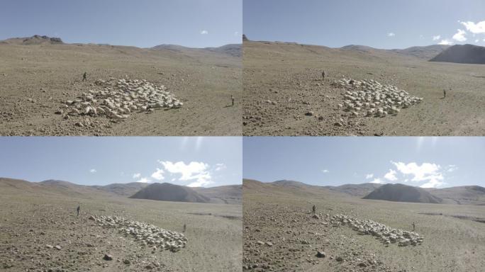 高原 牧羊人和绵羊 羊群 灰度