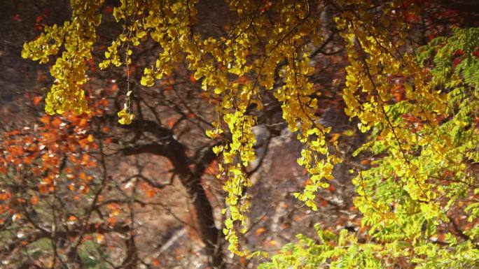 千年银杏叶 祈祷 祈福 辽宁 孤山 历史