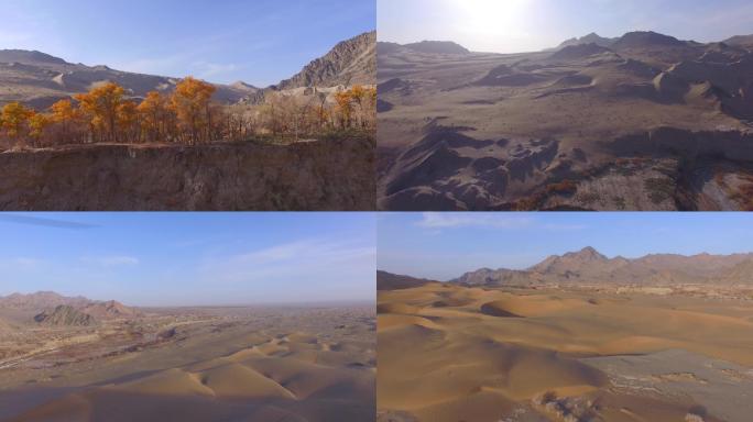 胡杨林 沙漠  沙漠中的胡杨