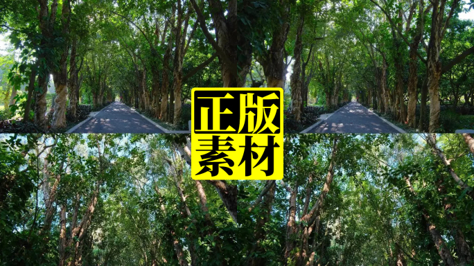 仰拍绿树成荫林荫大道林间小路合集