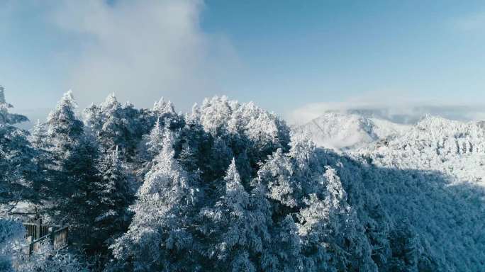 西岭雪山 雪山上的树4K