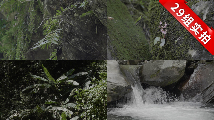 森林自然植物山沟溪流河水小瀑布素材