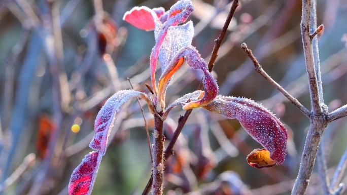 冬季寒霜霜冻植物
