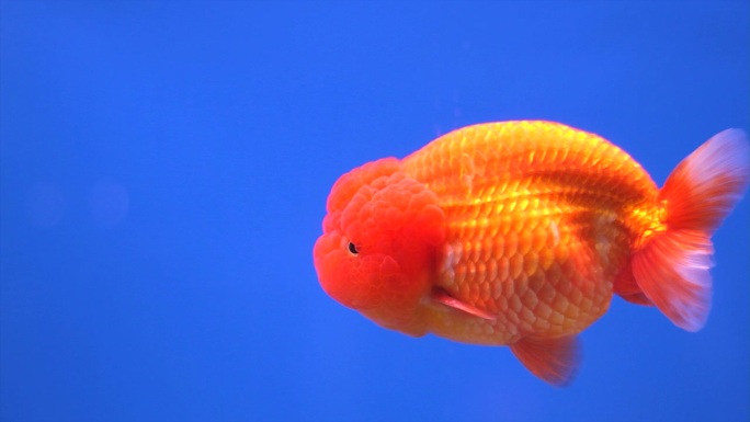 金鱼在蓝色背景的鱼缸里游泳