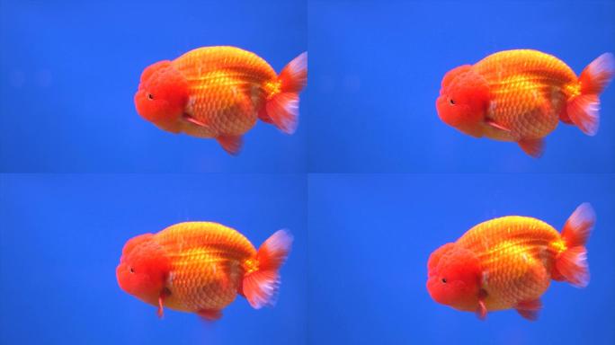 金鱼在蓝色背景的鱼缸里游泳