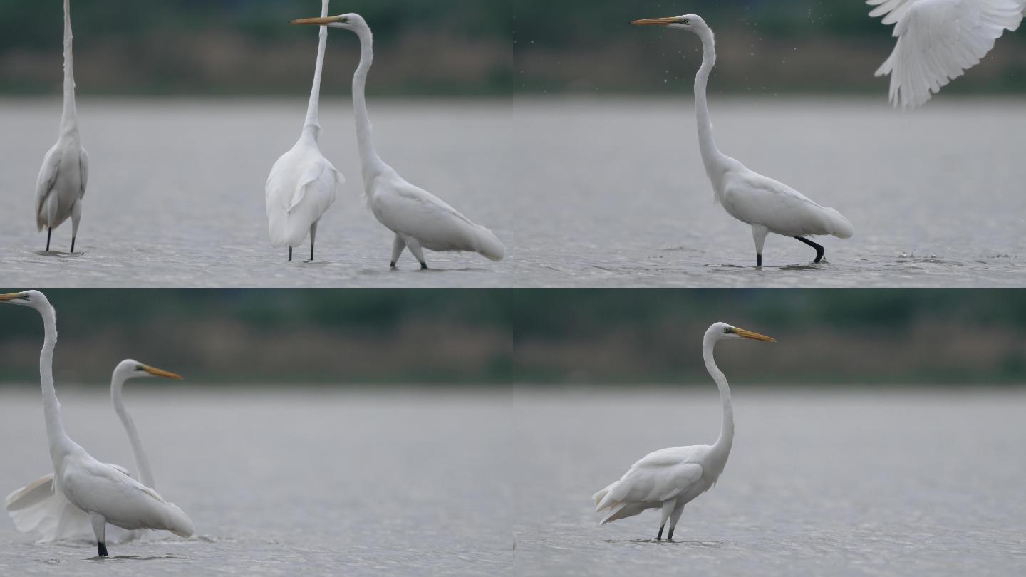 湿地白鹭-高速摄影