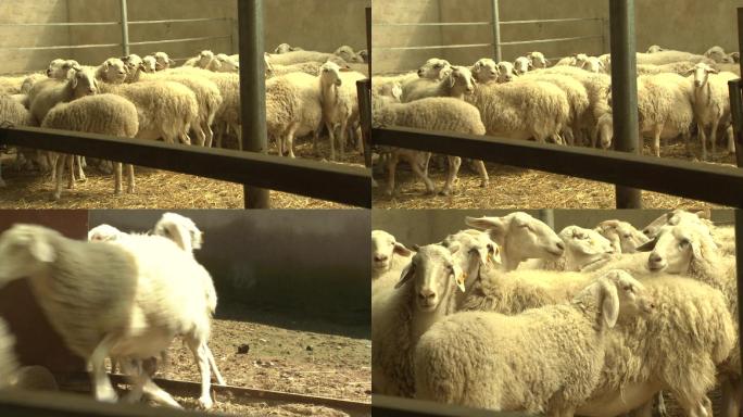 羊圈  绵羊