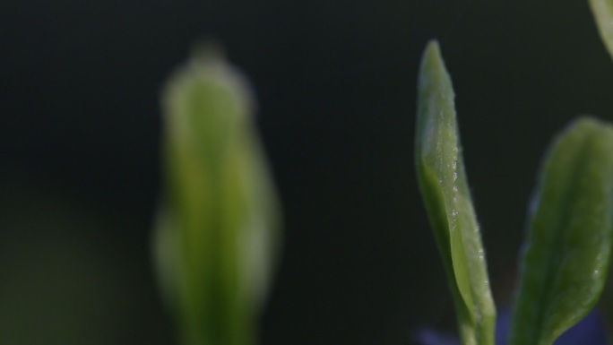 中国浙江茶叶嫩芽特写江南绿茶红茶