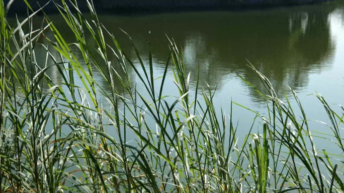 大自然 湖水 阳光 草地 倒影