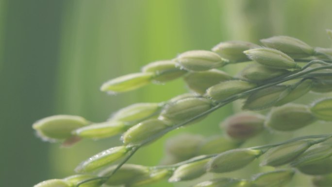 水稻 露水 稻穗
