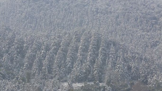雪后山坡树林风光