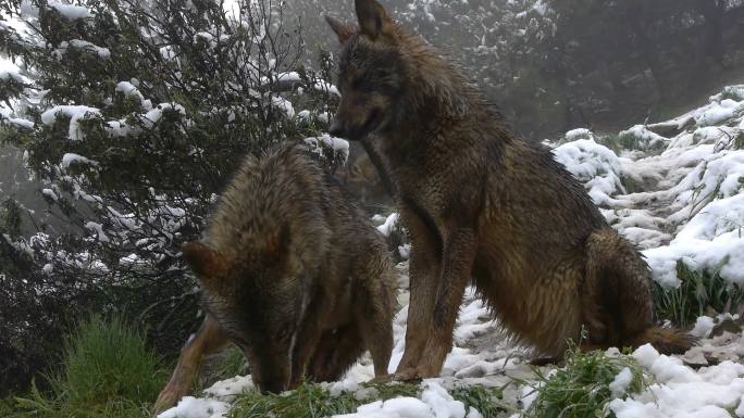 两只狼嗅着地面危险雪地上觅食