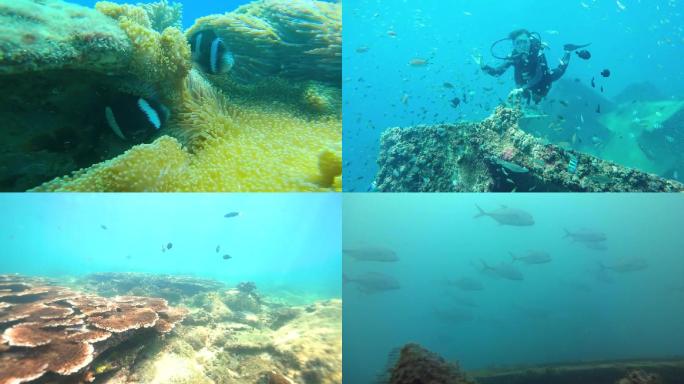 海底 珊瑚 鱼 旅游 潜水