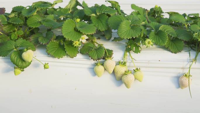 白草莓、奶油草莓、草莓、种植、栽培、研发