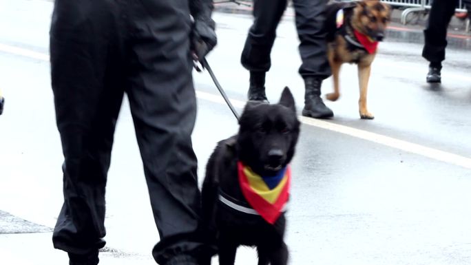 带狗的警察警犬狼狗牵狗出行训练培训