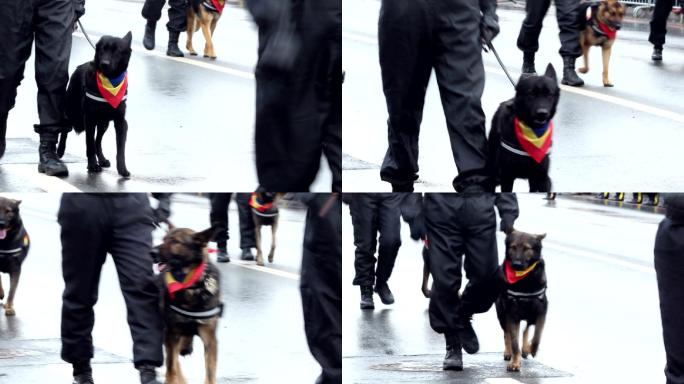 带狗的警察警犬狼狗牵狗出行训练培训