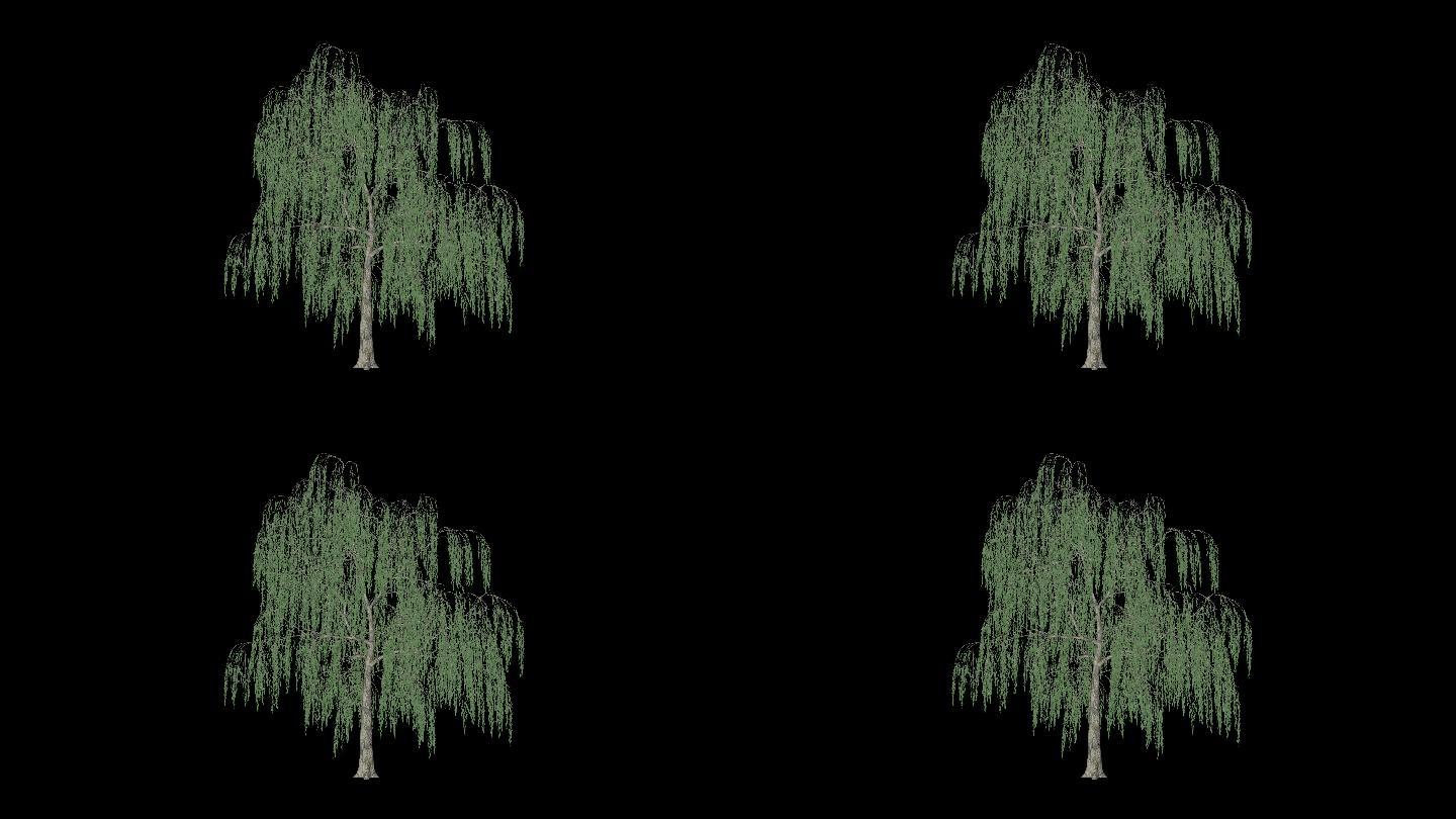 柳树树木植物生长动画通道合成素材