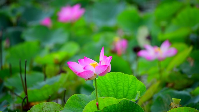 池塘里的粉红莲花