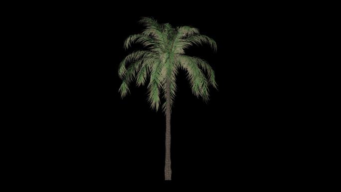 热带树木植物生长动画通道合成素材13