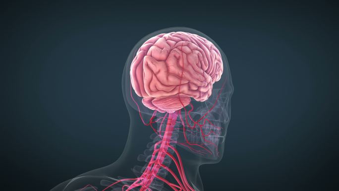 人脑神经系统三维3d透视
