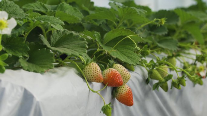 草莓、果园、水果、红色、生长、健康、技术