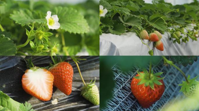 草莓、果园、水果、红色、生长、健康、技术
