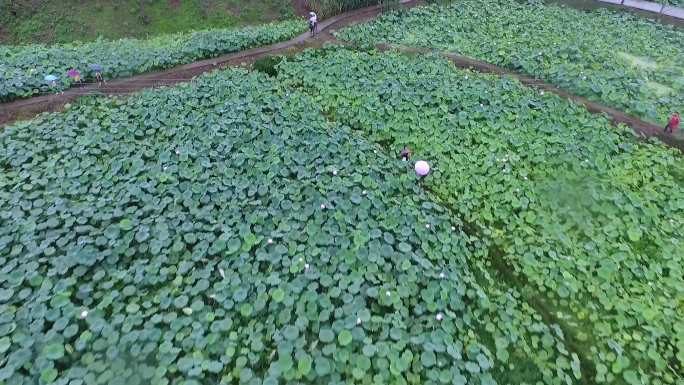 荷花池