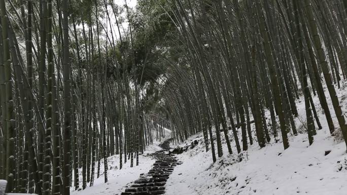 冬天雪后竹林山路原素材