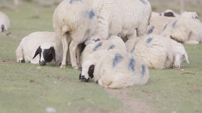 内蒙古草原羊群休息