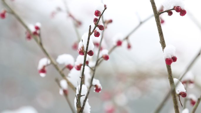 冬日雪后红梅原素材