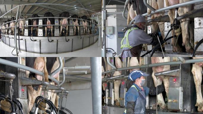 奶牛场现代化挤奶流程F