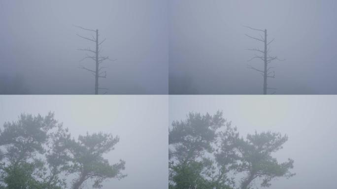 大雾里一棵枯树