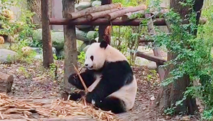熊猫视频素材竖版