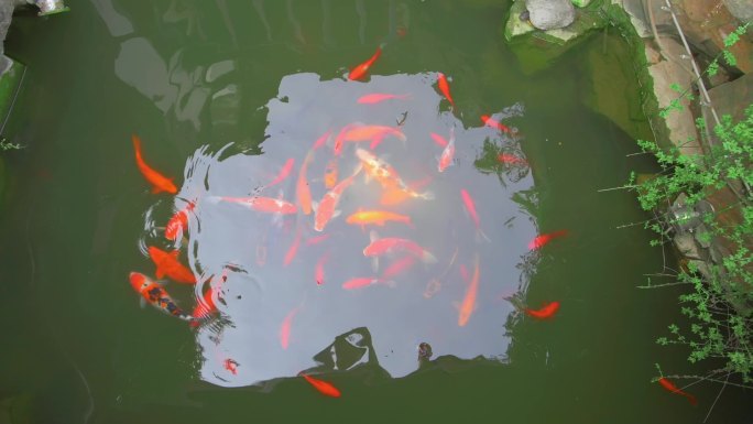 锦鲤年年有余