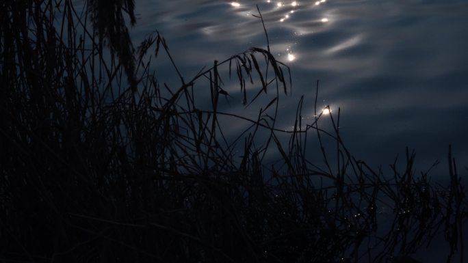 夜晚月光湖边的芦苇