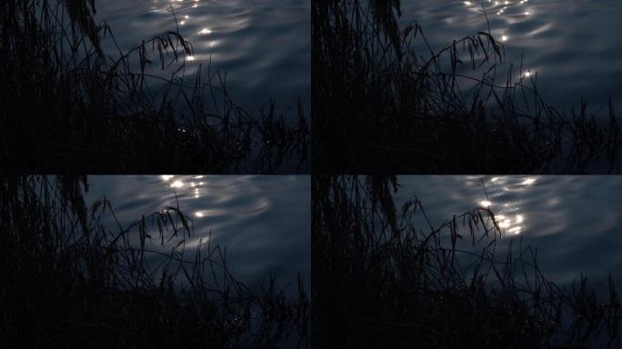 夜晚月光湖边的芦苇