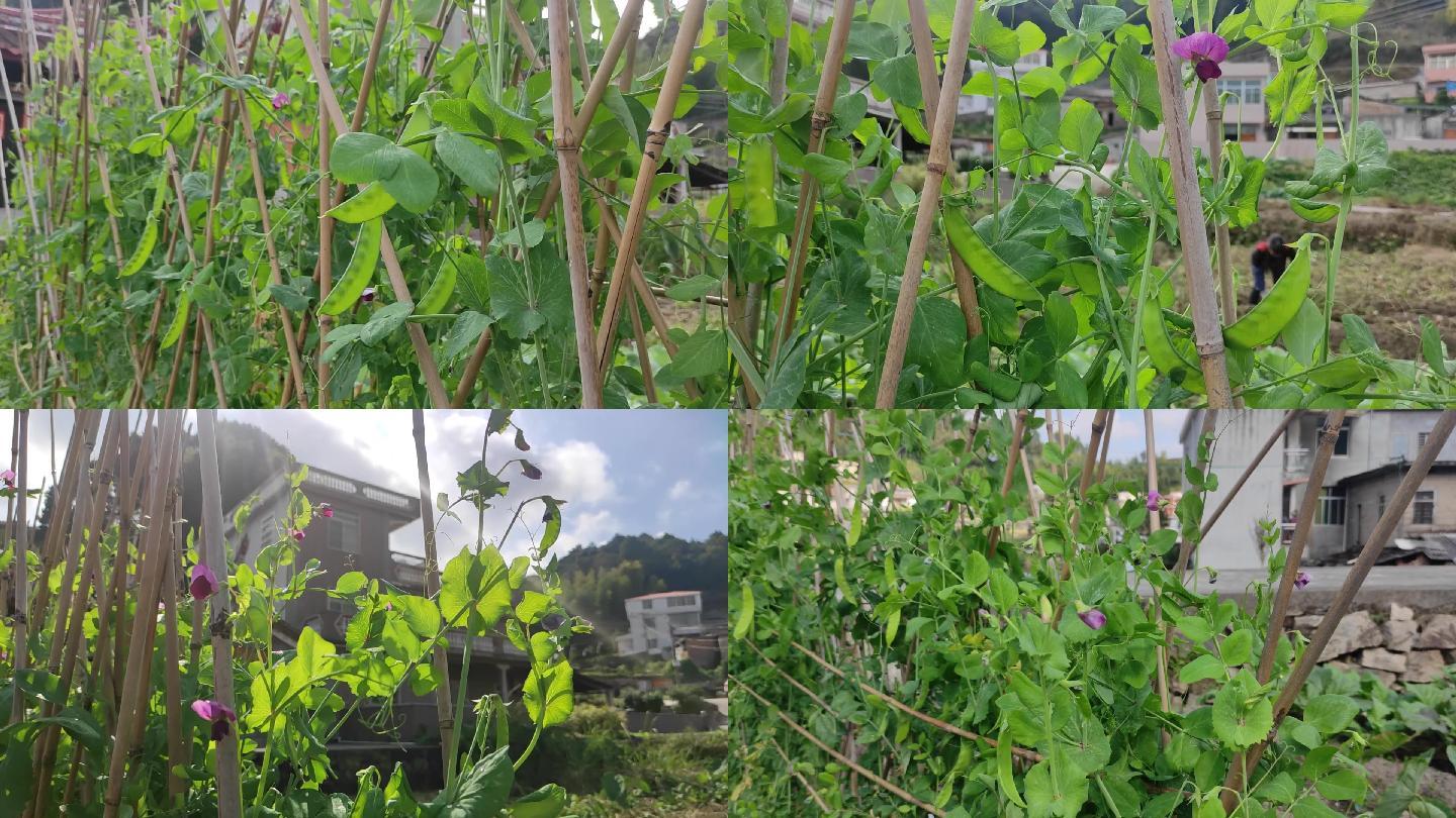 小山村的豌豆