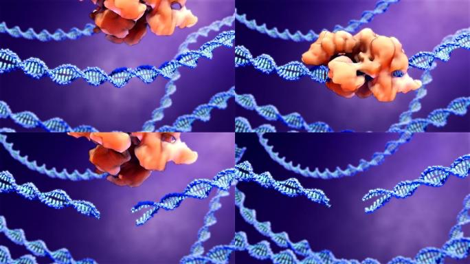 蛋白识别和切割外源致病性DNA