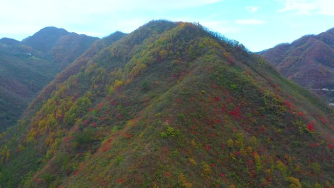 遇见初冬 漫山红叶