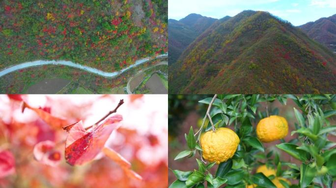 遇见初冬 漫山红叶