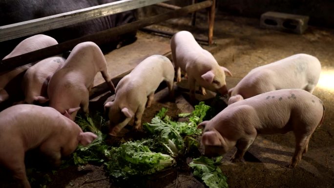 猪吃绿色蔬菜