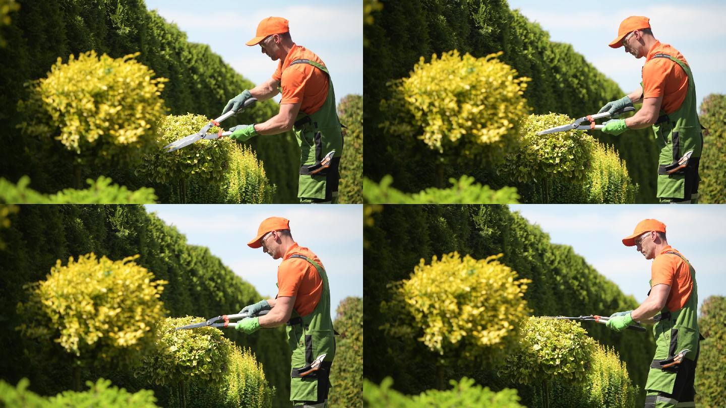专业园丁修剪春季植物
