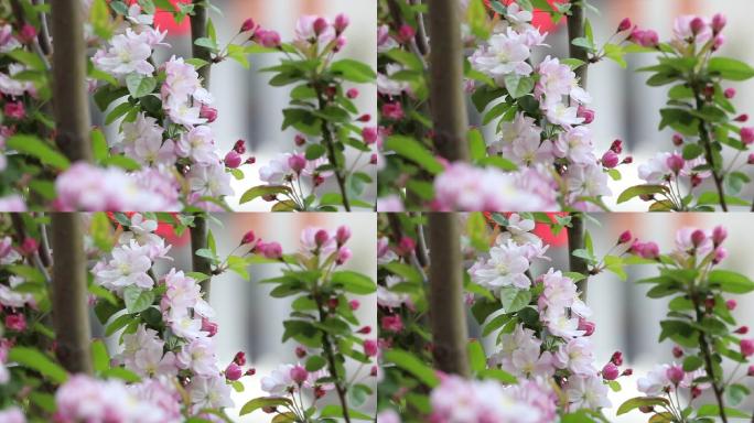春暖花开高清花朵盛开视频素材
