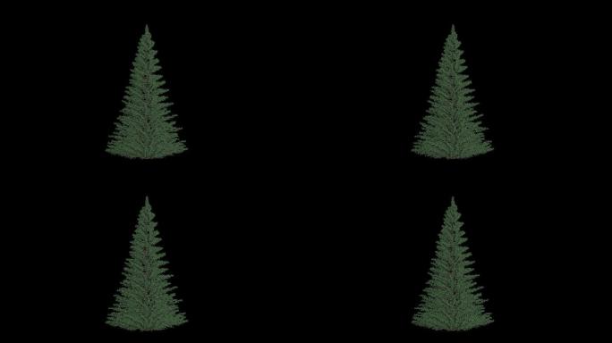 松树针叶树木植物生长动画通道合成素材88